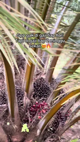 #sawit #sawitontiktok #sawitriau #sawitkalimantan #fyppppppppppppppppppppppp 