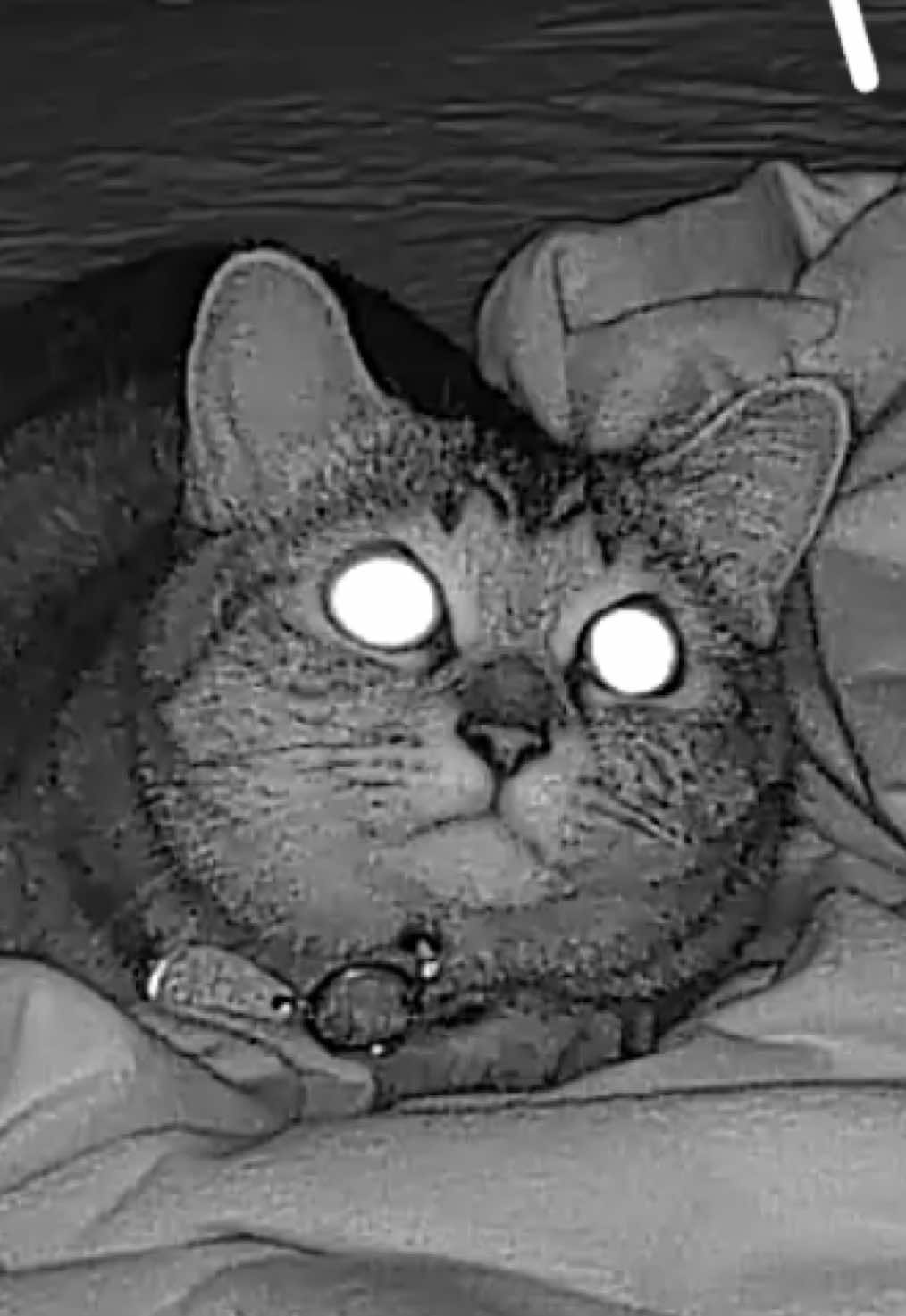 キャットナイト🌙*ﾟ 基本寄り添い方だにゃ🐱 ##猫 #猫のいる暮らし #cat #カメラ 