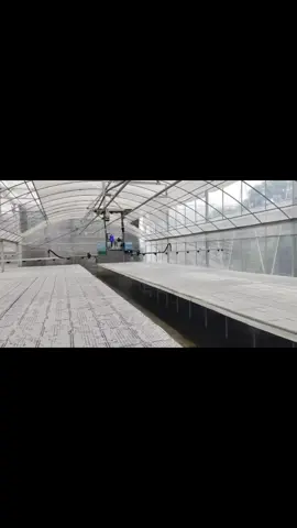 #greenhouse 