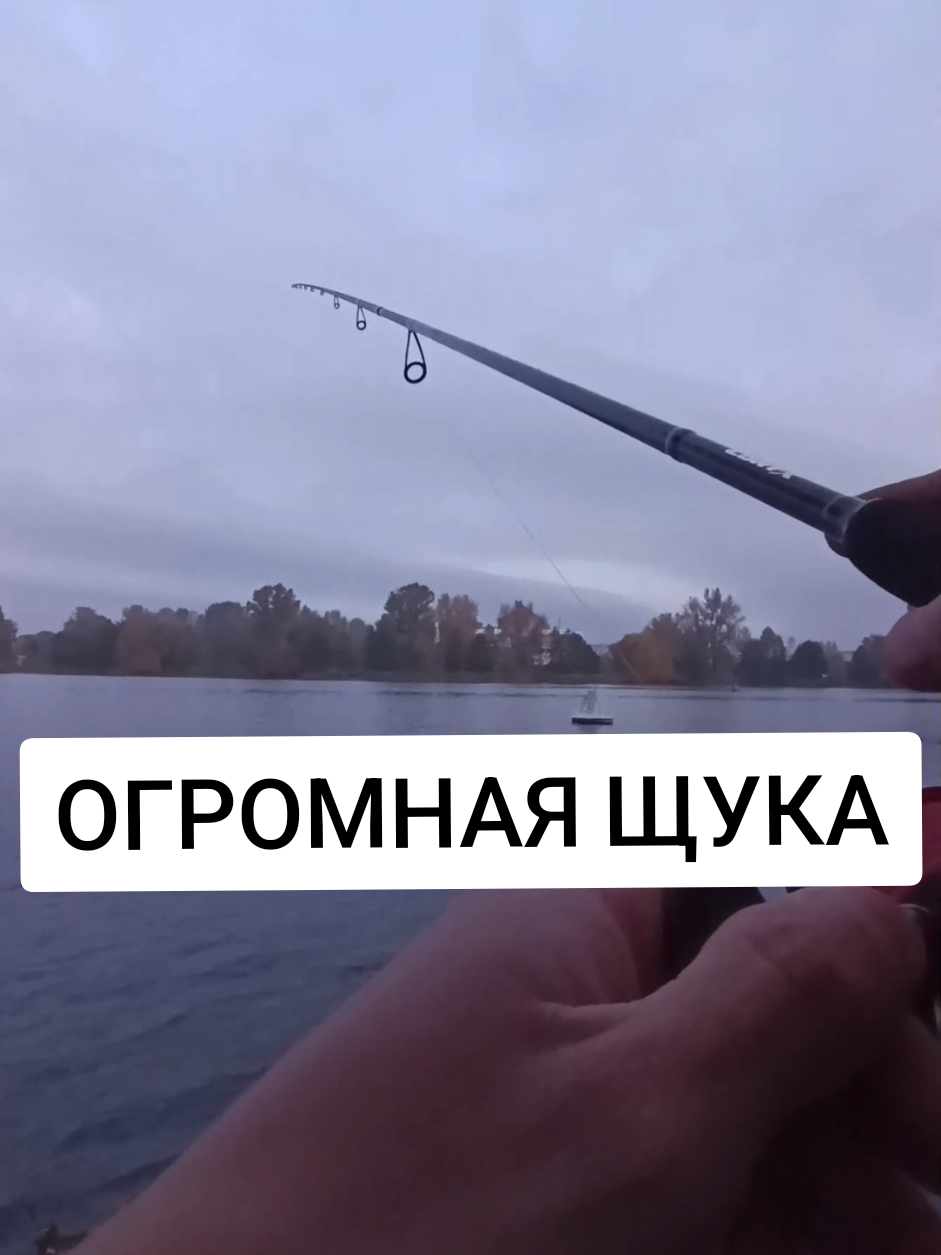 Пришел за судаком,а тут мамка на килограмма 3. Заставила мое сердечко биться в адреналине,ушла красиво под ногами😡. #pike#spinning#fishing#angler#zander