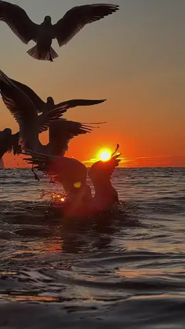 Ще один неймовірний ранок❤️ #рекомендации #goodvibes #goodmorning #sea #sunrise 