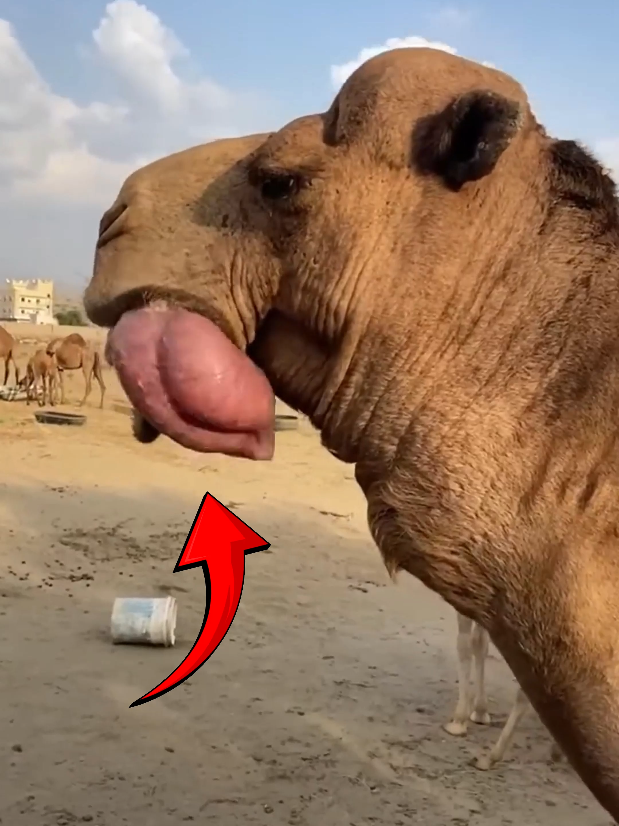 Why Do Camels Show a Giant Pink “Tongue”? 🐪 Follow Our Social Media: TT: @el_nino_tv IG: el_nin0_tv FB: El Nino TV YT: EL NINO TV #camel #desert #arabic #animals #animalsfacts #fyp #fypシ゚