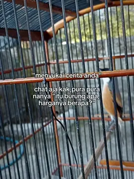 #cendet #cendetmaniaindonesia #kicaumaniaindonesia #peternakmuraibatuindonesia #muraibatuindonesia 