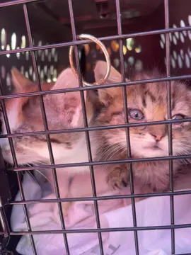 Almost a 400 mile round trip to get these five precious kittens their second chance. ❤️ These babies left the shelter behind and are now safe with an amazing rescue, ready to begin a brand-new chapter filled with love and care. Every mile mattered, and every pawprint was worth it. 🥹🚐 #rescued #kittensoftiktok #spayandneuter #kentucky #animalshelter 