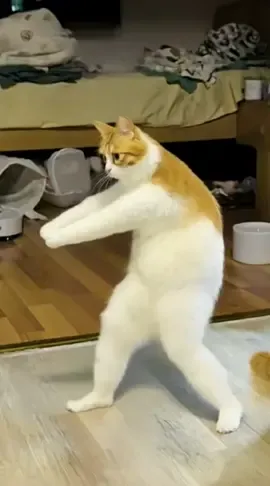 #cat #catdance #funny #funnyvideo #petdance 