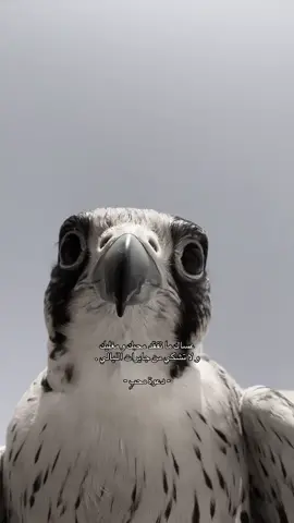 #صقاقير_الخليج #اكسبلورexplore #fyp #شعر #likе 