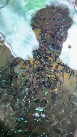 #ระยอง💯 #ปลากัดระยอง🚭❤️🐟 #ผมไม่ได้เก่งแต่อาจารย์ผมเก่ง 