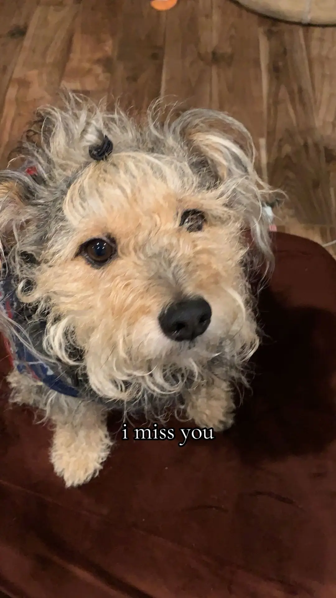 i miss you baby boy... #fyp #rocky #dogsoftiktok #foryou 