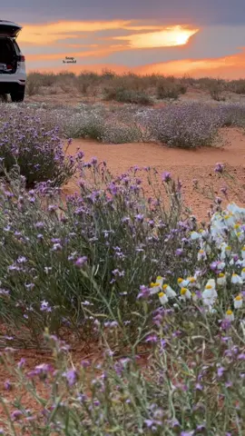 اجواء طلعات الشتاء🥹