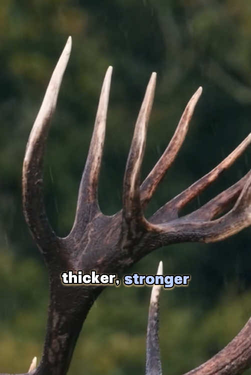 Do you know why deer shed their antlers every year 🦌 ?#rescue #deer 