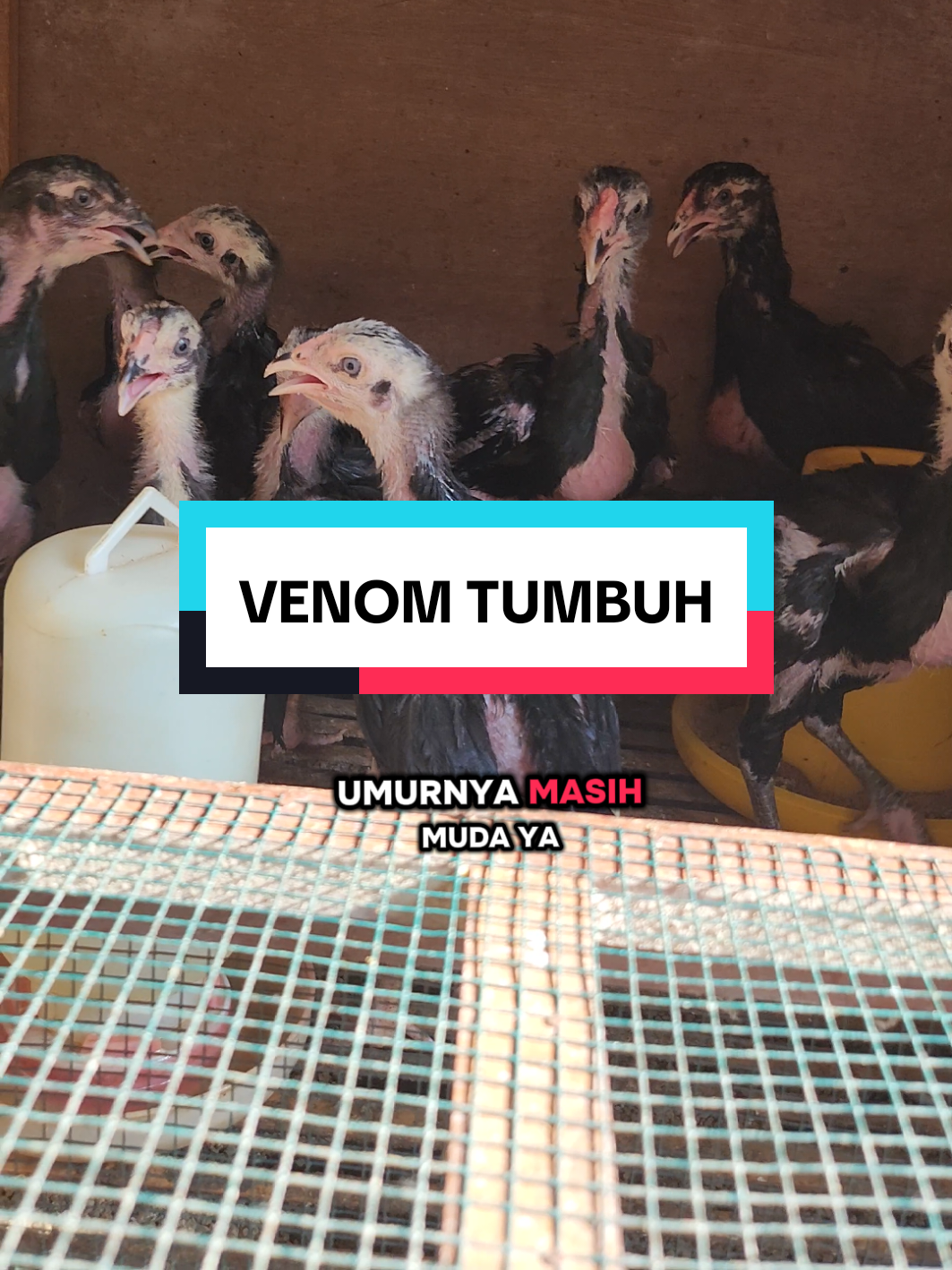 venom jr, jadi big pake ini😍 #ayam #pakhoy #peternakmuda #fypシ゚viral🖤tiktok #pakan 