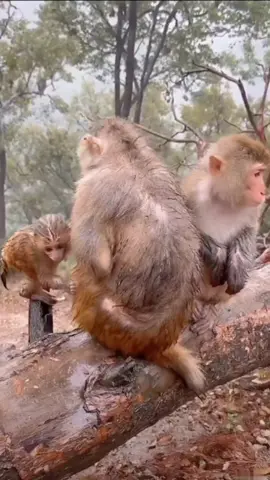 #tiktok #monkey #foryou 