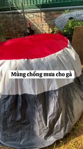Áo chùm lồng chống mưa cho gà. #gà_chọi_việt_nam #gachoic1 #mungchongmua #aochumlongga #gadon 