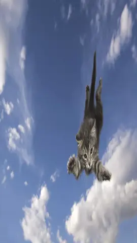 Flying Cats #fupシ #cat #OK #LOL #kitty 