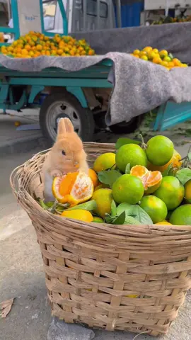 Cute bunny in market #cute #fyp #rabbit #little #viral 