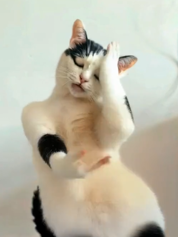 Bobtails Cat breathtaking performance 