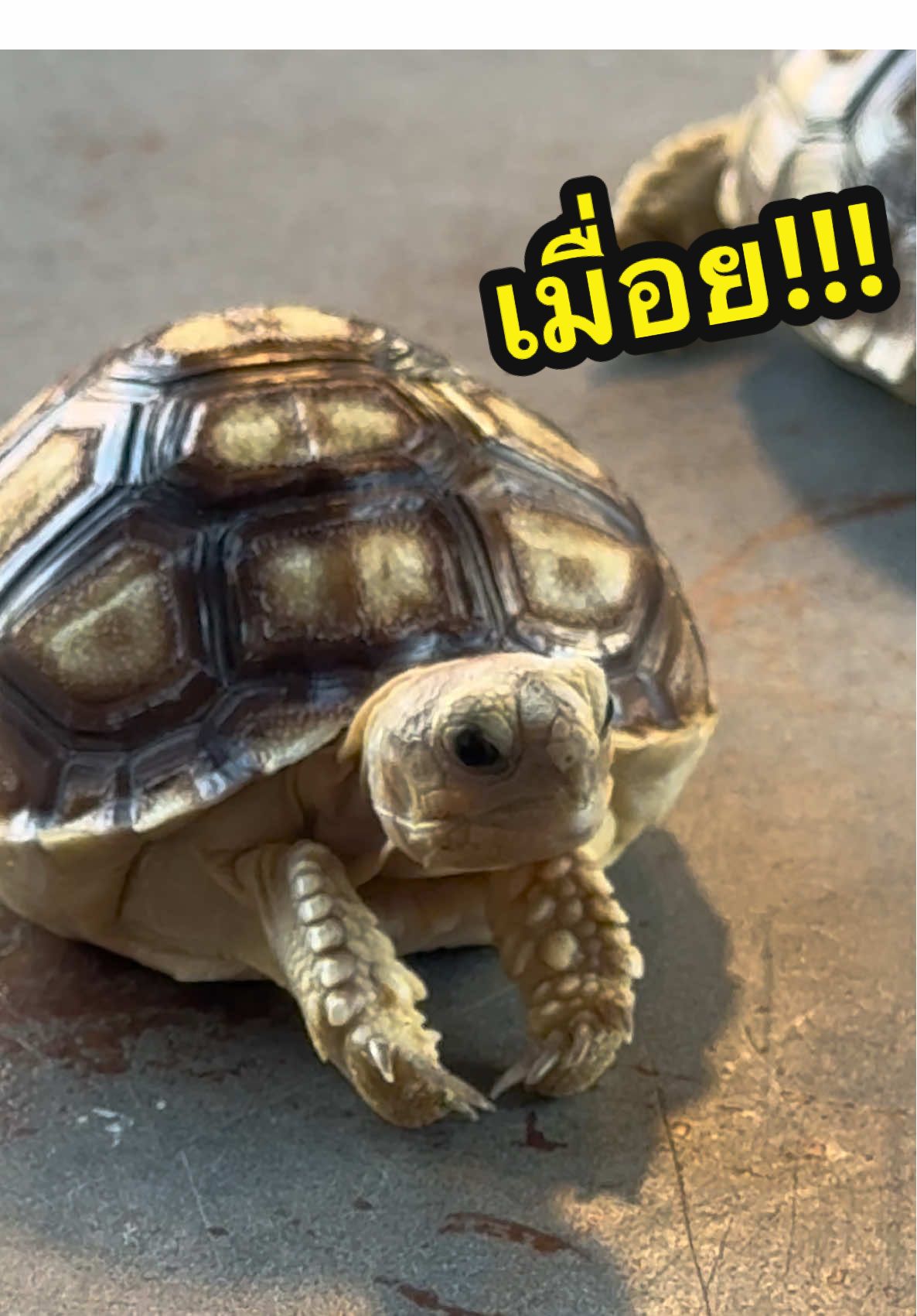 เอ็นดูหนูหน่อยน้า🥰 #เต่า #เต่าซูคาต้า #turtle #sulcata  #เปิดการมองเห็น     