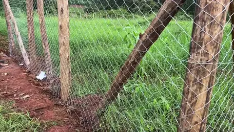 One acre goat project setup #oneacrefarm 
