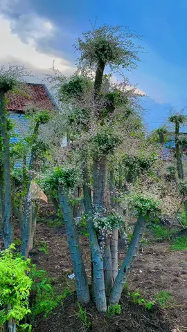 Asem londo varigata untuk melengkapi taman rumah anda agar terlihat semakin exotis ,minat bisa inbox Tlpn/WA. 081231104316 #CapCut #fouryou #fyp #varigata #masukberanda 