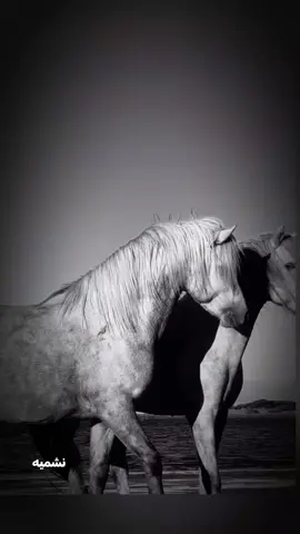 مساء الخير والسعادة 