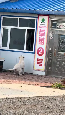 #cute #animals #funny 