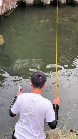 Câu cá chép nhật bản