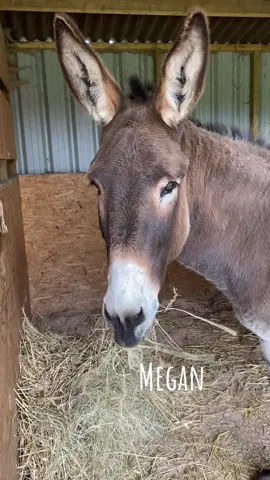 Munud o fwyta Dydd Llun gyda Megan 🫏 Mondays minute of munching with Megan 🫏  Our big beautiful girl enjoying some hay 🫏🫏 Snowdonia Donkeys, working to improve the lives of people and donkeys. Registered Charity in England and Wales 1176577 #Donkey #snowdoniadonkeys #donkeysanctuary #mindfulness #mondaymorningvibes 