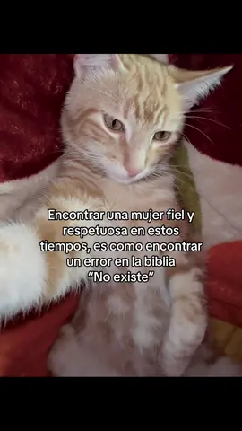 Encontrar a una mujer fiel y respetuosa en estos tiempos, es como encontrar un error en la biblia “no existe “🫩 #facts #factos #gatostiktok #paradedicar #viraltiktok 