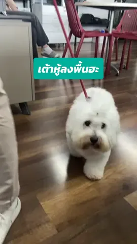 ได้โปรดเฮียจับสายตึงๆและสั้นให้ด้วยครับ #ibry #อีซูซุสายฮา #อีซูซุสุรินทร์ #อีซูซุ #สุรินทร์เหลา 