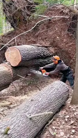 Lumberjack’s stunning operation skills #asmr #satisfying #oddlysatisfying #tree #fyp #usa🇺🇸 