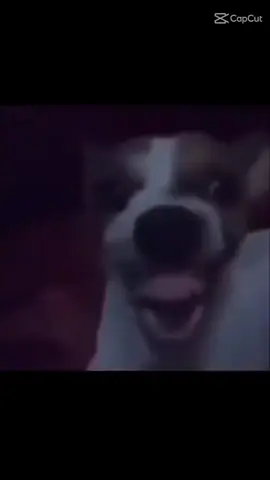 هههههههههههههههههههههههههههههههههههههههههههههههههههههههههههههههههههههههههههههههههههههههههههههههههههههههههههههههههههه  كلب يضحك