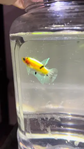 🔎🔎🔎#fyp #betta #bettafish #bettaenthusiast #bettaphilippines 