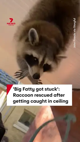 A rotund raccoon has been freed after it became caught in a ceiling in London, Canada. An Ontario wildlife control worker was called to a home after the animal was found wedged in, using a rope to help it climb down onto a ladder. Forest City Wildlife Control posted the video online with the caption, 
