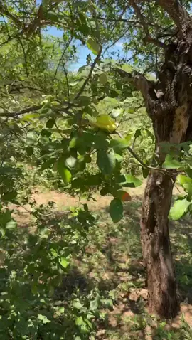 “Hadzabe hunters on their day off 😂🌿” “Ever wondered what Hadzabe hunters do in their free time? Hehe they’re full of fun and laughter! Some go fishing in the muddy stream, some play around — and look at this little one doing pull-ups like a pro 😂💪 Life in the wild is pure joy and simplicity 😇 #HadzabeTribe #Tanzania🇹🇿 #TribalLife #BushVibes #VillageFun 