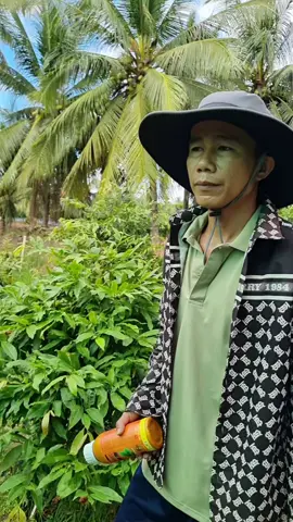 Vua Bọ Trĩ ai đang bị nặng thì vào thao khảo nhé #vuabotri #vuonmaianhquy #maivang 