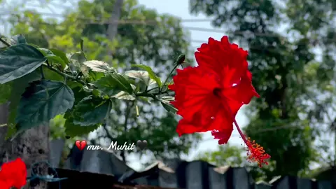 সে কি আমার নয় ☹️সে যদি আমার না-ই হয় তবে 😔চারিদিক কেনো মাতে কলরবে🙂 তার ইশারায় 🙂সে তো আমারই আর কারো নয় 🤗#bdtiktokofficial🇧🇩tiktokboangladesh😍😍😍 #foryoupage❤️❤️ #viraltiktokvideos✅foryou❤️❤️❤️🥰❤️ #trending #viraltiktok @〽••ℚ𝓾𝚎𝚎ℕ👸𝕊𝓪𝘕ᴊ𝚒𝐃ꪖ^••^ @«GaMINg»MusA^_^ @Anisha nowsin sayma @☆Jannat☆ @🇵🇹⚡️ _THE _AMIN🕸️🇬🇧 @_Your nishu apu-👻🌷 