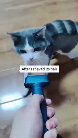 Cat after shaving #cat #fyp #funny #funnyvideos #catsoftiktok 