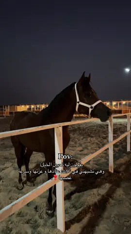 لَا يَعشَقِ الخِيل إلَّا مَنْ يُشْابهُهُ رفَقاً بِنَا إنَّنا لِلْخيل.. عُشاقُ ❣️#شعب_الصيني_ماله_حل😂😂 #الخيل #حب_الخيل_لا_ينتهي #اسطبلات #pov 