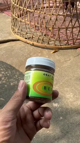 langsung keluar cacingnya #ayambangkok #ayambangkoksuper 