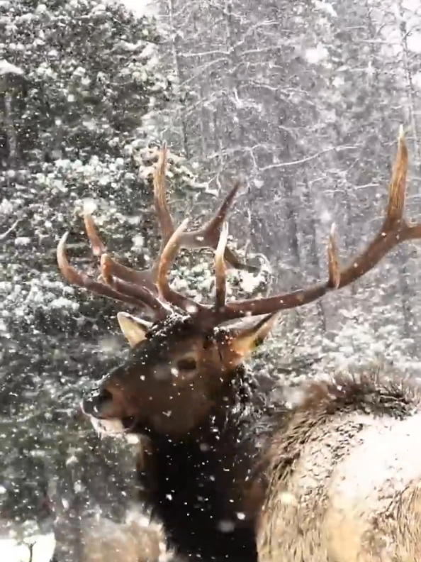 How Moose Remove Their Antlers #yaseen_facts #tik_tok #amazing #shortvideo #4upage 