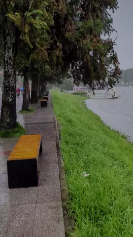 Đà Lạt mưa rơi