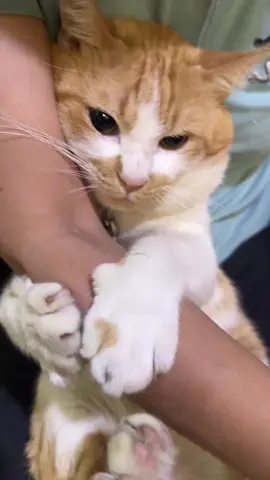 aku maunya sama mamah aja, gamau yang lain 🐈🥲 #kucing #sosweet 