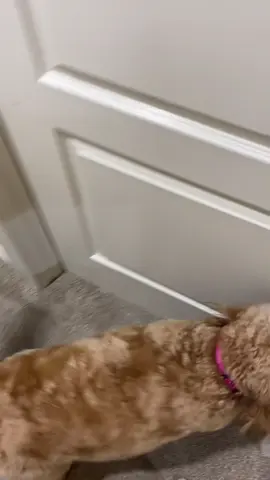 Dogs cannot turn off an alarm clock #funny #dog #funnydog #cutedog #tiktok #dogsoftiktok #foryou 