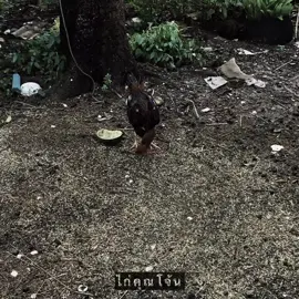 ส่วน | 14 ไก่คุณโจ้น #เธรด #เธรดเพลง #เธรดความรู้สึก #เธรดเพลงเพราะシ🤍 #ไก่คุณโจ้นมันปลุกให้ลุกแต่เช้า 