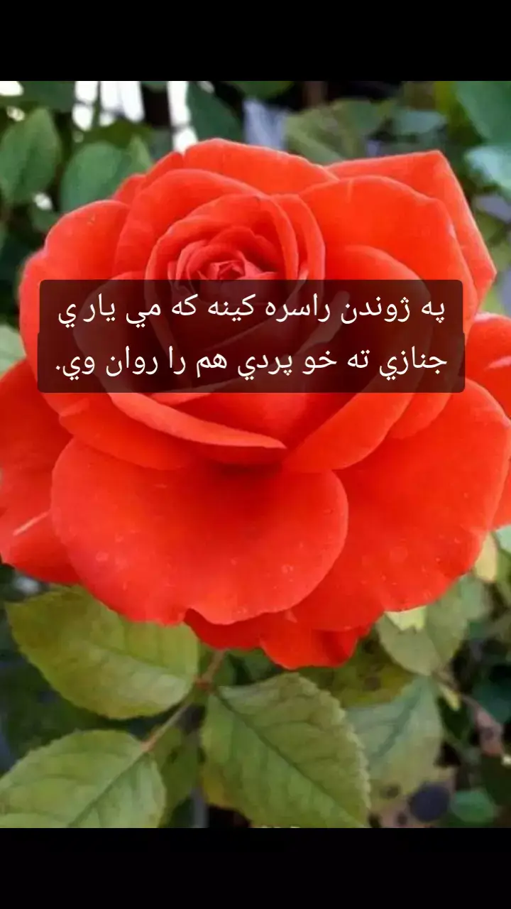 په ژوندن راسره کينه که مي يار ي جنازي ته خو پردي هم را روان وي