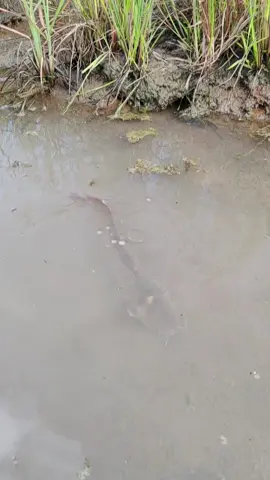 fish #fish #viral 