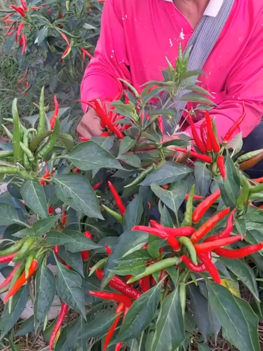 Nak cili besar & meletup? #bajakhascili #cili #ladangcili #kebuncili #chilifertilizer 