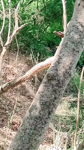 #creatorsearchinsights. quarta feira dia nublado depois de uma chuva boa clima gostoso 