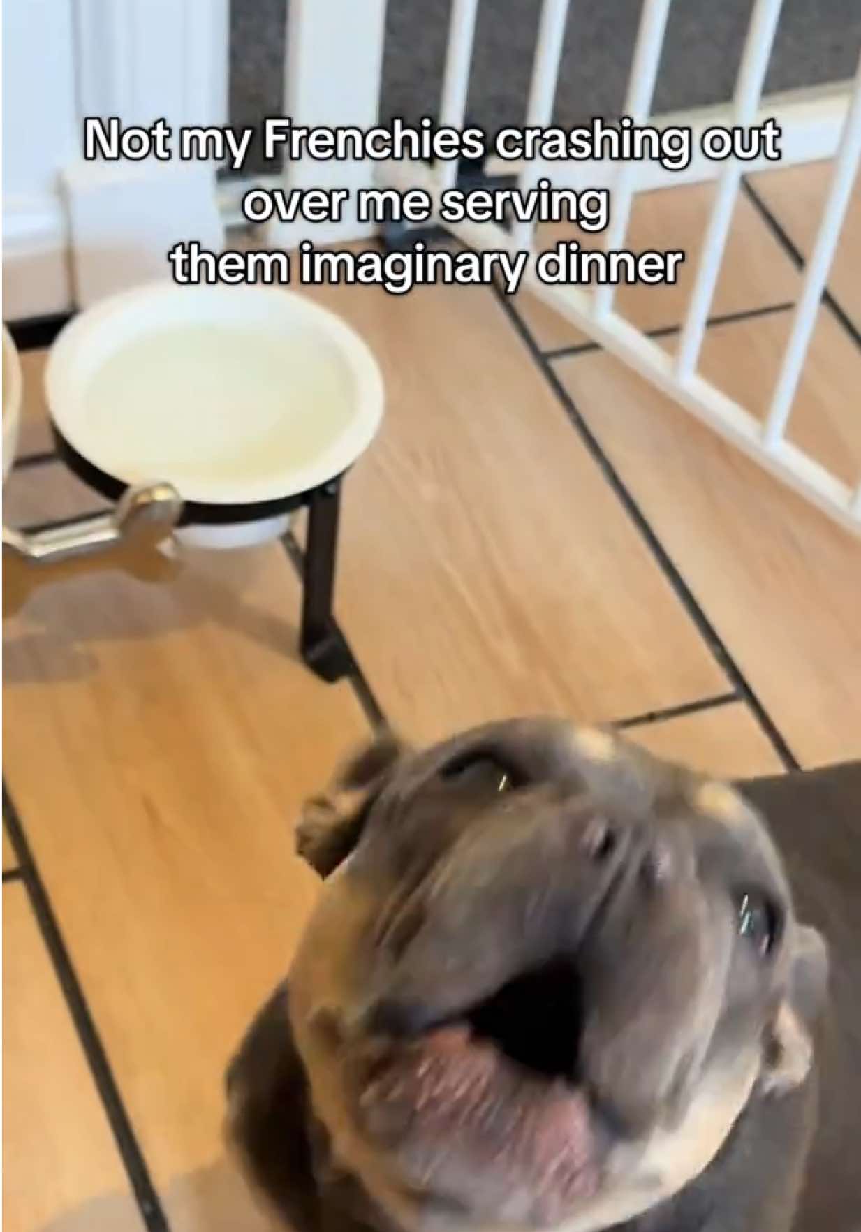 Serving my frenchies imaginary dinner, Rolo the crash out king and Reo the nonchalant king are back for more #frenchbulldog #dog #crashout #fyp #ragebait 