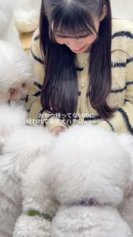 前から行きたがってた所に連れて行ってあげたら凄く喜んでくれたw#うちの子が可愛すぎる #忠犬ハチ公 #ビジョンフリーゼ 